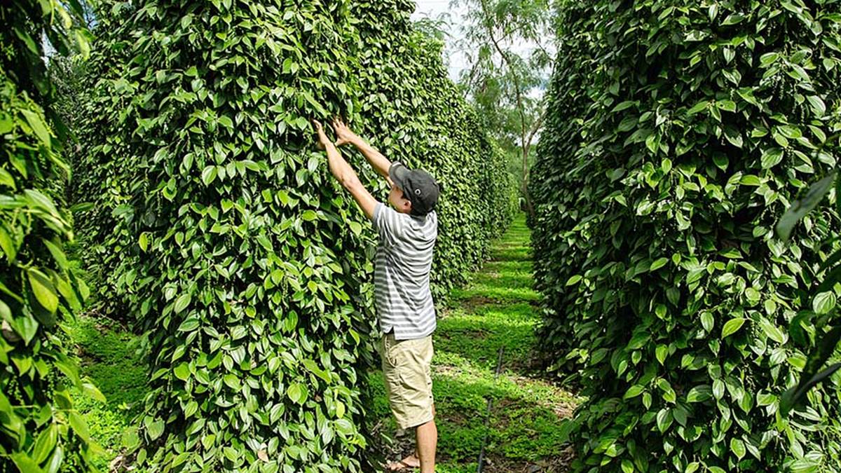 Giá tiêu hôm nay 6/10/2023: Giảm tới 1.000 đ/kg