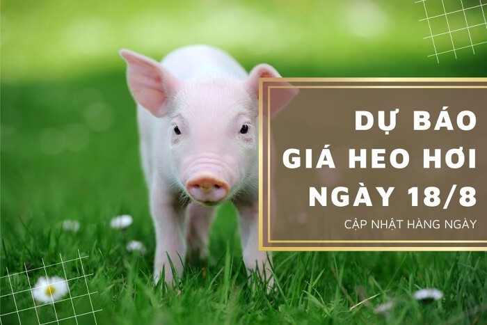 Dự báo giá heo hơi ngày 18/8: Tiếp đà giảm tại một số tỉnh thành trên cả nước?