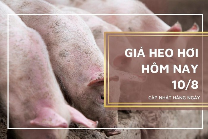 Giá heo hơi hôm nay 10/8: Tăng nhẹ 1.000 đồng/kg