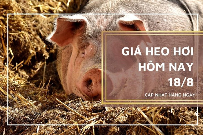 Giá heo hơi hôm nay 18/8: Đà giảm diễn ra trên cả nước