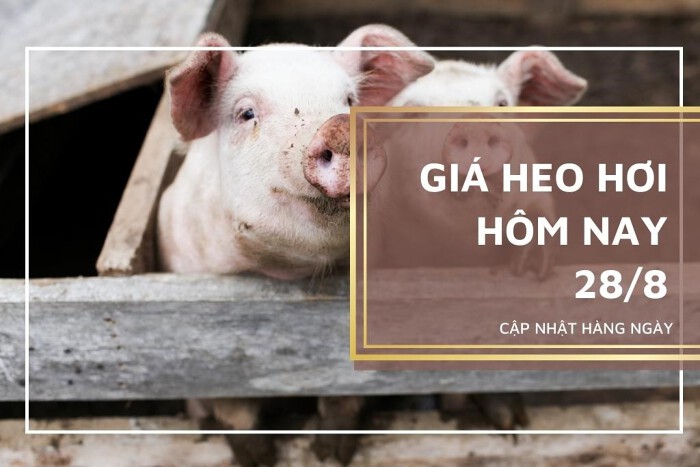 Giá heo hơi hôm nay 28/8: Lặng sóng trên diện rộng