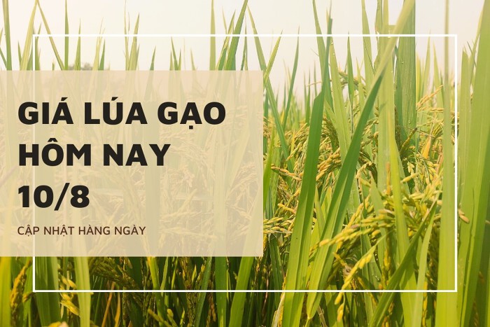 Giá lúa gạo hôm nay 10/8: Các mặt hàng chững lại