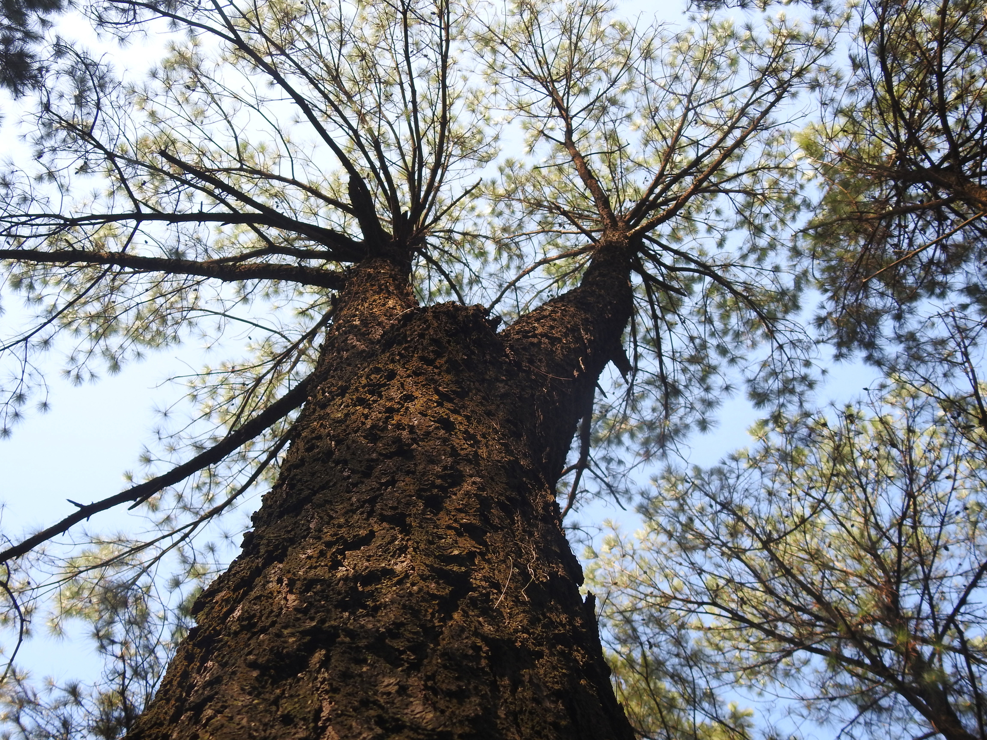 Sâu róm tàn phá gần 2.000ha rừng thông