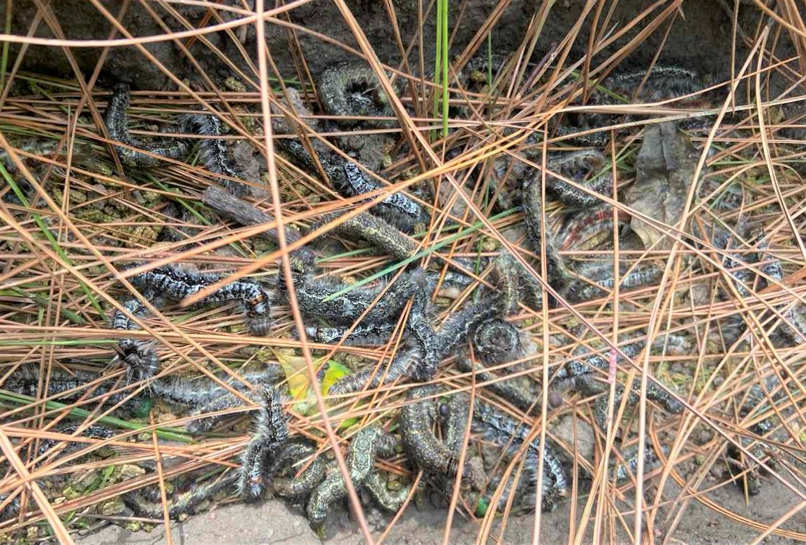 Sâu róm tàn phá gần 2.000ha rừng thông