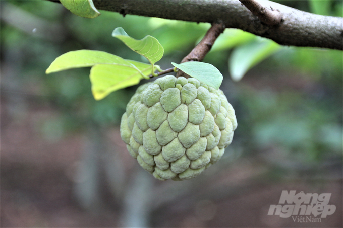 Tuyệt kỹ rải vụ cho cây na [Bài 1]: Phù thủy na trái vụ