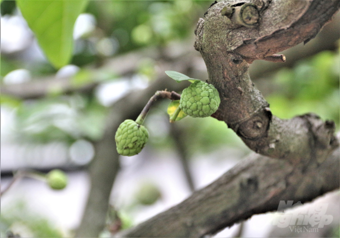 Tuyệt kỹ rải vụ cho cây na [Bài 1]: Phù thủy na trái vụ
