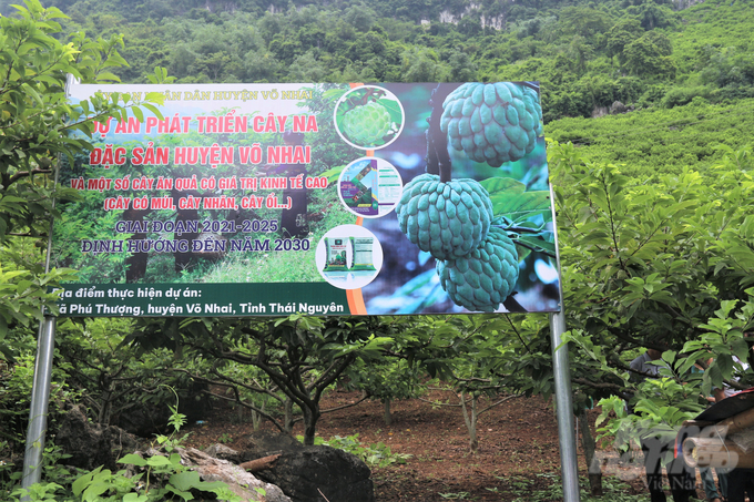 Tuyệt kỹ rải vụ cho cây na [Bài 1]: Phù thủy na trái vụ