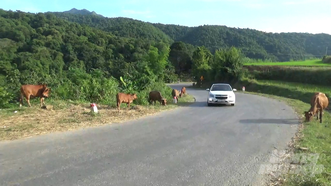 Vẫn lơ là chủ quan phòng dịch bệnh trên đàn vật nuôi