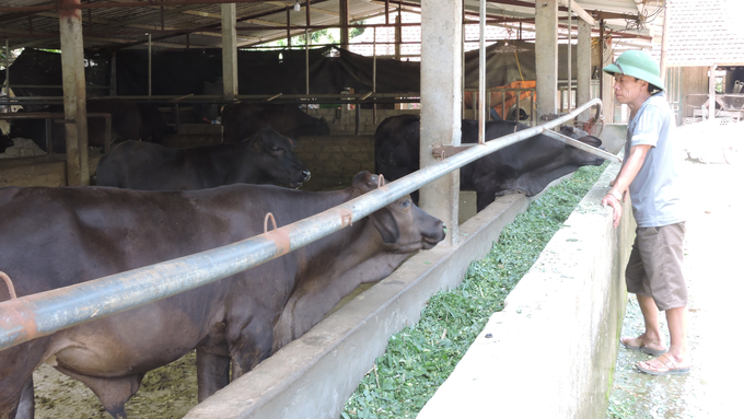 Vẫn lơ là chủ quan phòng dịch bệnh trên đàn vật nuôi