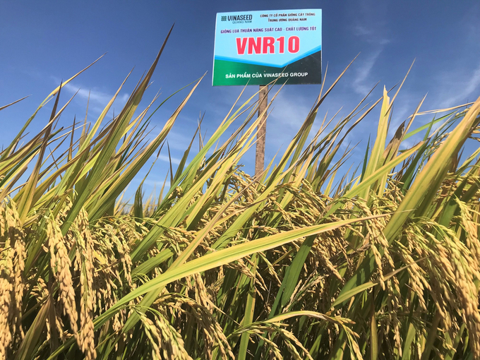 VNR10 cho năng suất 'phi thường' trong vụ hè thu