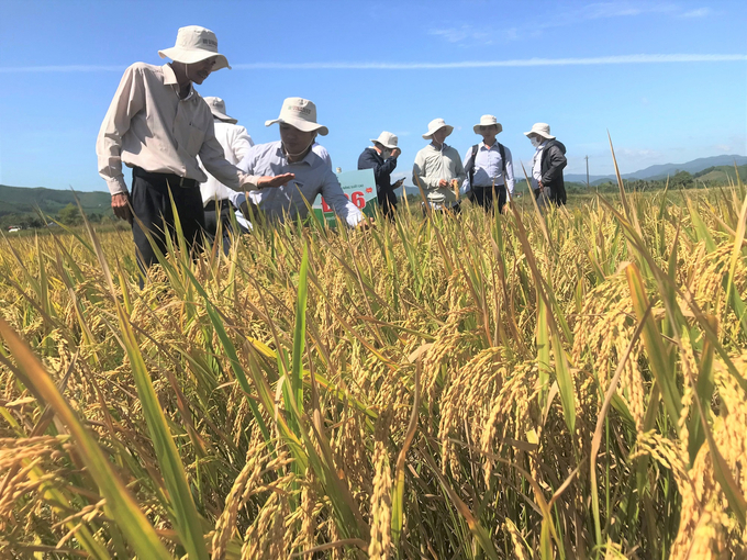 VNR10 cho năng suất 'phi thường' trong vụ hè thu