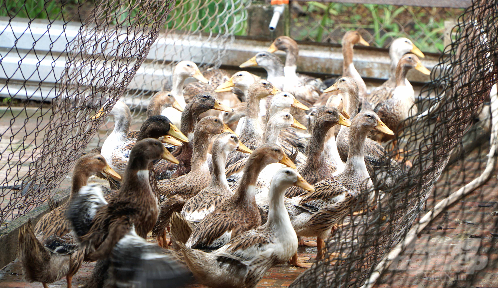 Chăn nuôi phải gắn với môi trường xanh và nói không với chất cấm