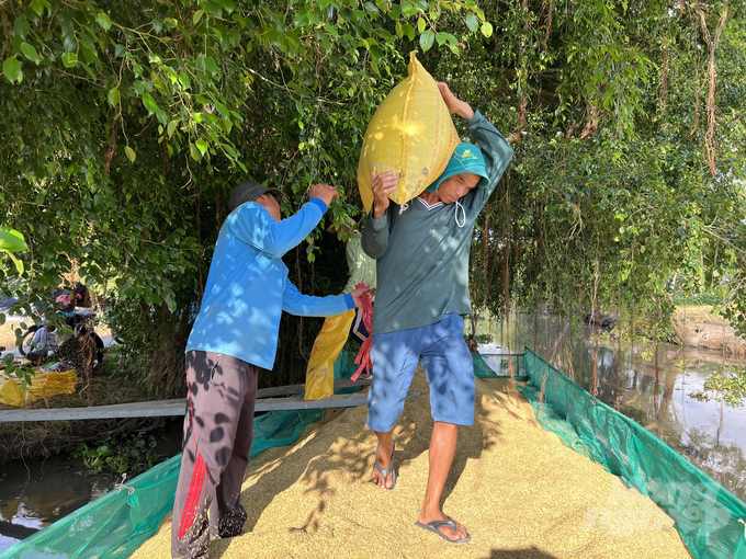 Cơn sốt giá lúa và niềm vui của các chuỗi liên kết