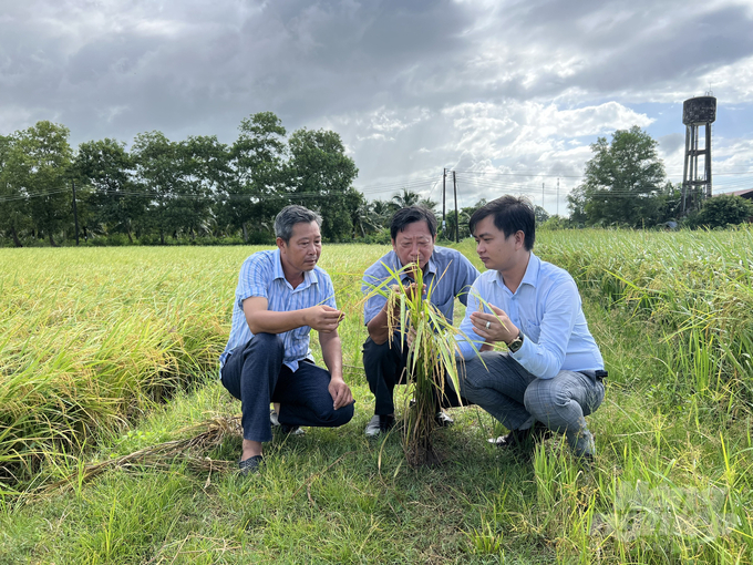 Cơn sốt giá lúa và niềm vui của các chuỗi liên kết