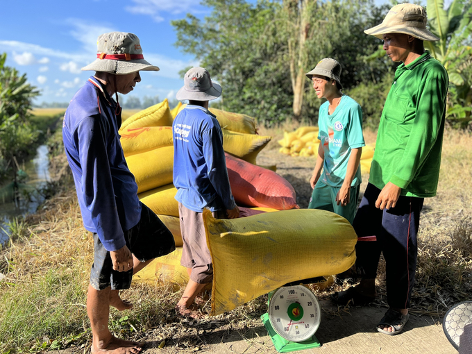 Cơn sốt giá lúa và niềm vui của các chuỗi liên kết