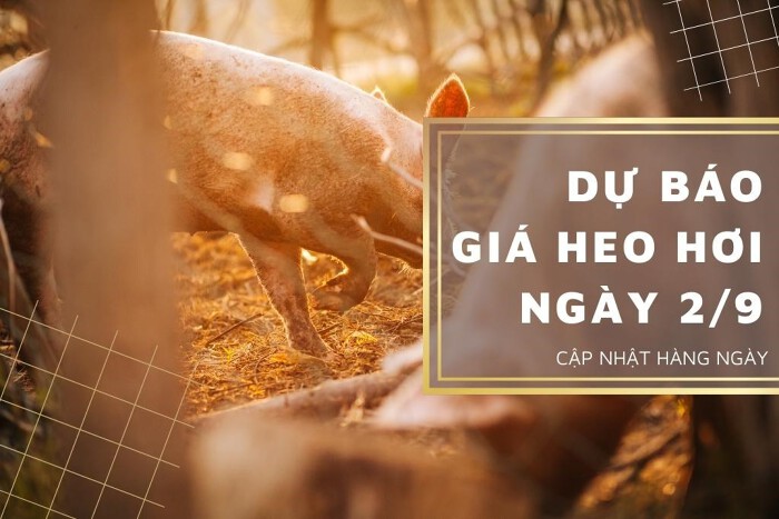 Dự báo giá heo hơi ngày 2/9: Điều chỉnh tăng trên diện rộng?