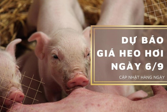 Dự báo giá heo hơi ngày 6/9: Tiếp tục biến động trái chiều?