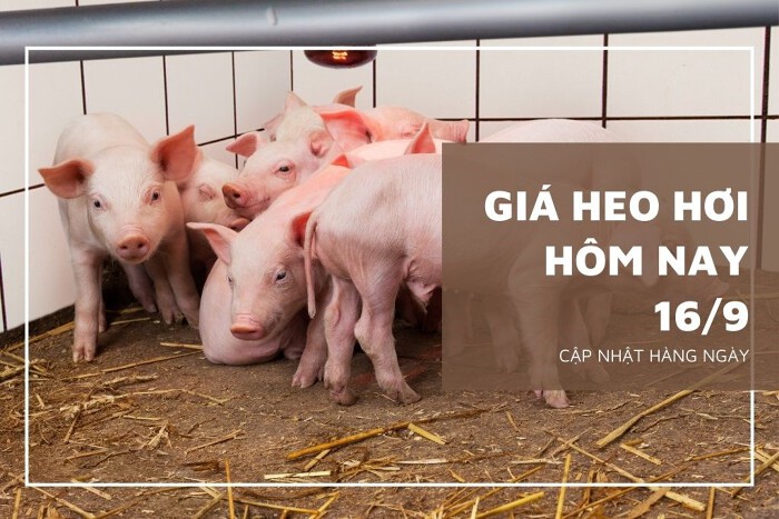 Giá heo hơi hôm nay 16/9: Ổn định, cao nhất 58.000 đồng/kg