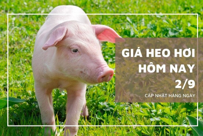 Giá heo hơi hôm nay 2/9: Ổn định, cao nhất 58.000 đồng/kg