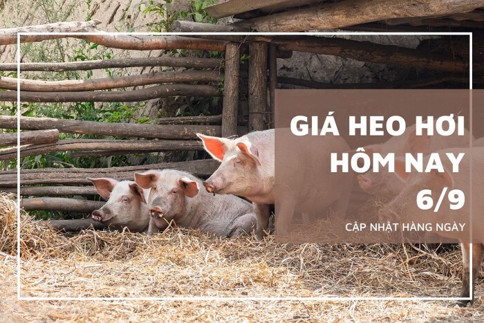 Giá heo hơi hôm nay 6/9: Đảo chiều tăng nhẹ tại nhiều tỉnh thành