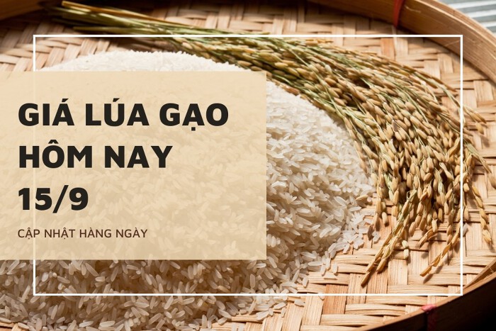 Giá lúa gạo hôm nay 15/9: Thị trường lặng sóng