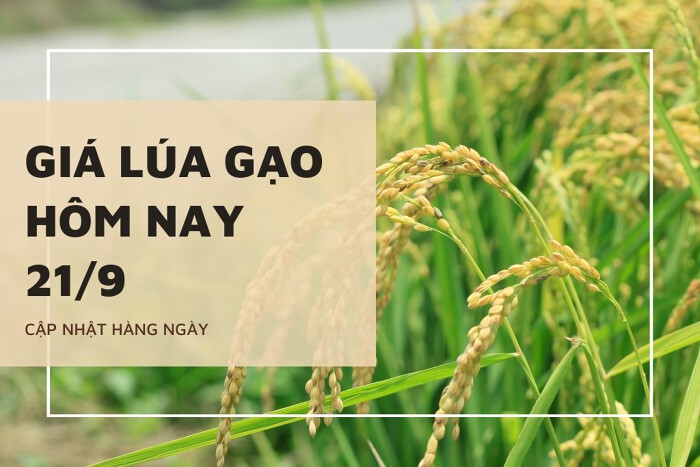 Giá lúa gạo hôm nay 21/9: Lúa và nếp biến động trái chiều