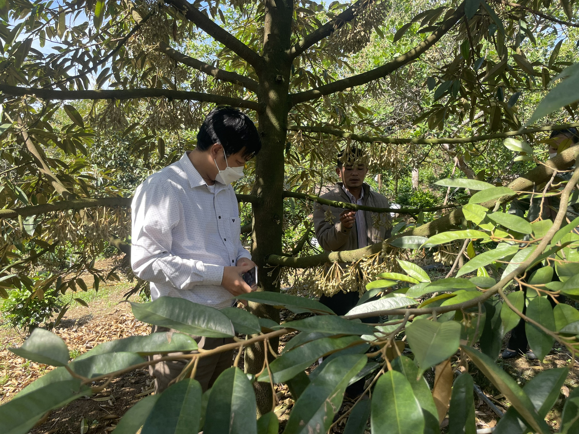 Nam Trung bộ - Tây Nguyên thắng lớn vụ hè thu