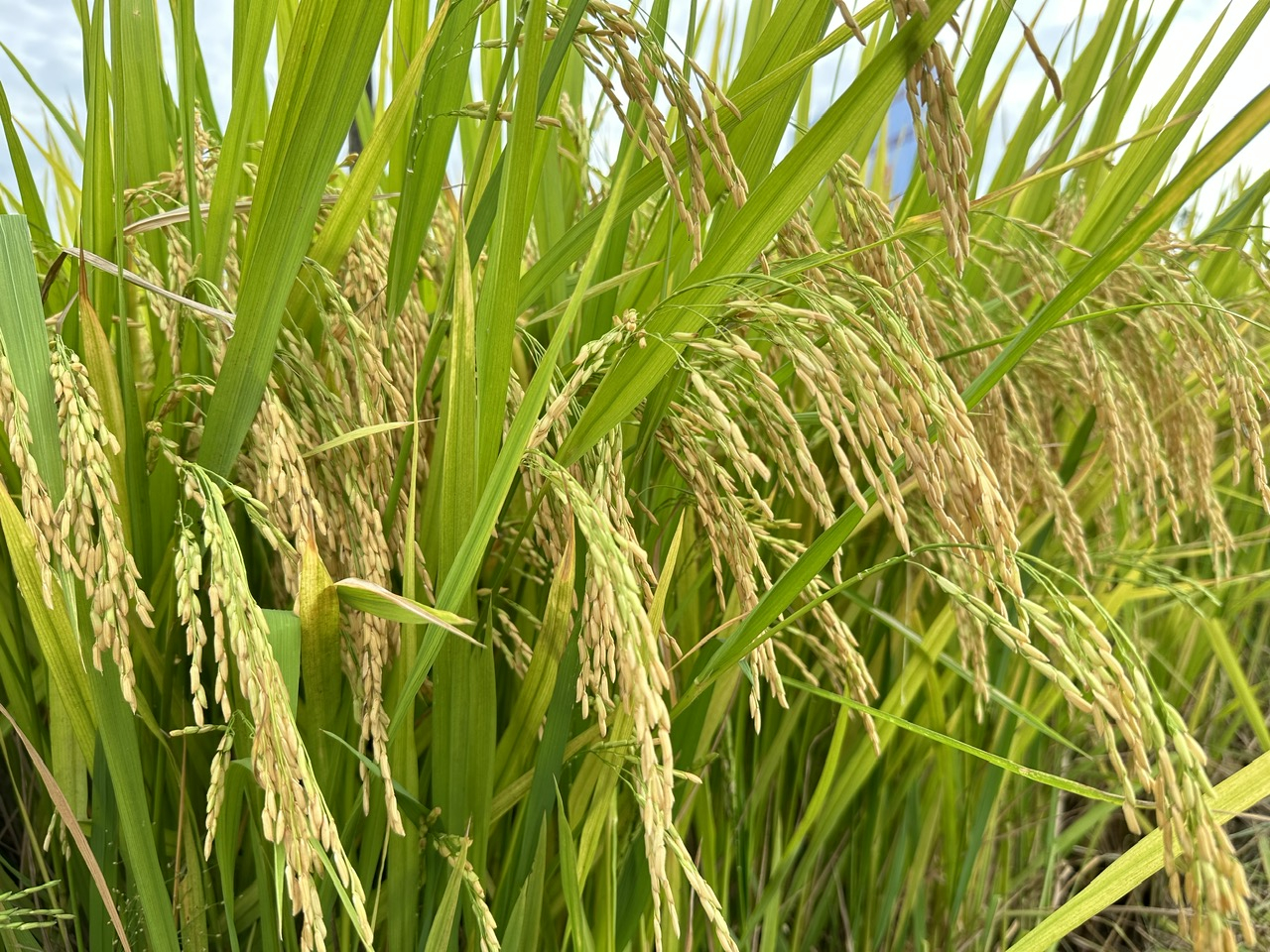 Nam Trung bộ - Tây Nguyên thắng lớn vụ hè thu