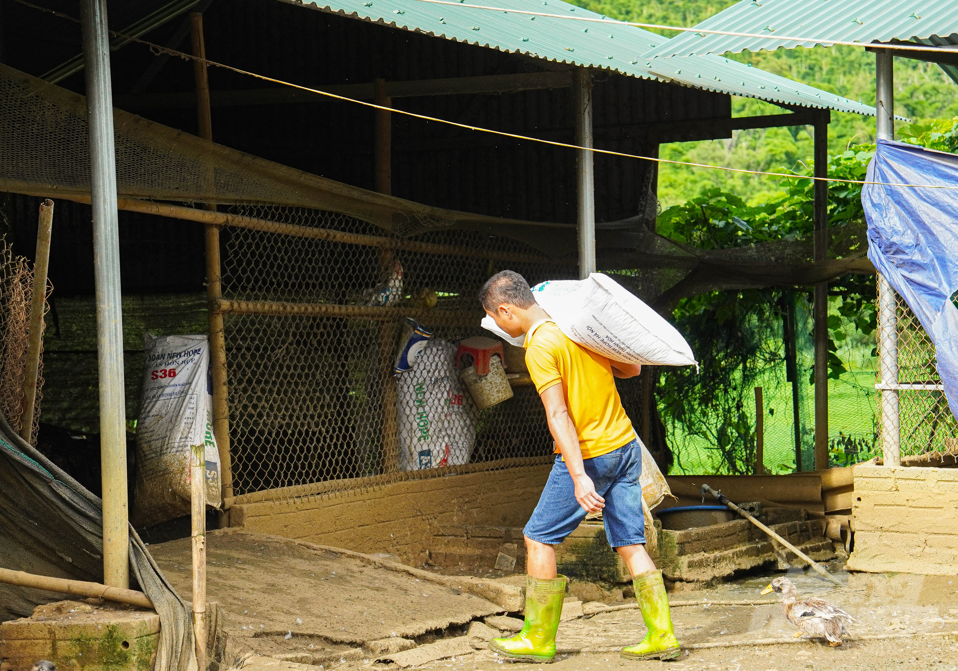 Nuôi vịt Cổ Lũng mỗi năm thu về vài trăm triệu đồng