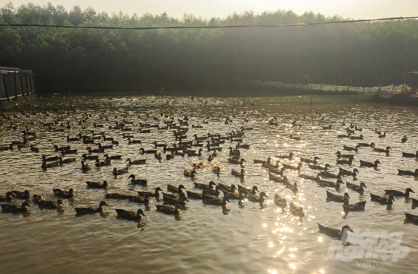 Nuôi vịt Cổ Lũng mỗi năm thu về vài trăm triệu đồng