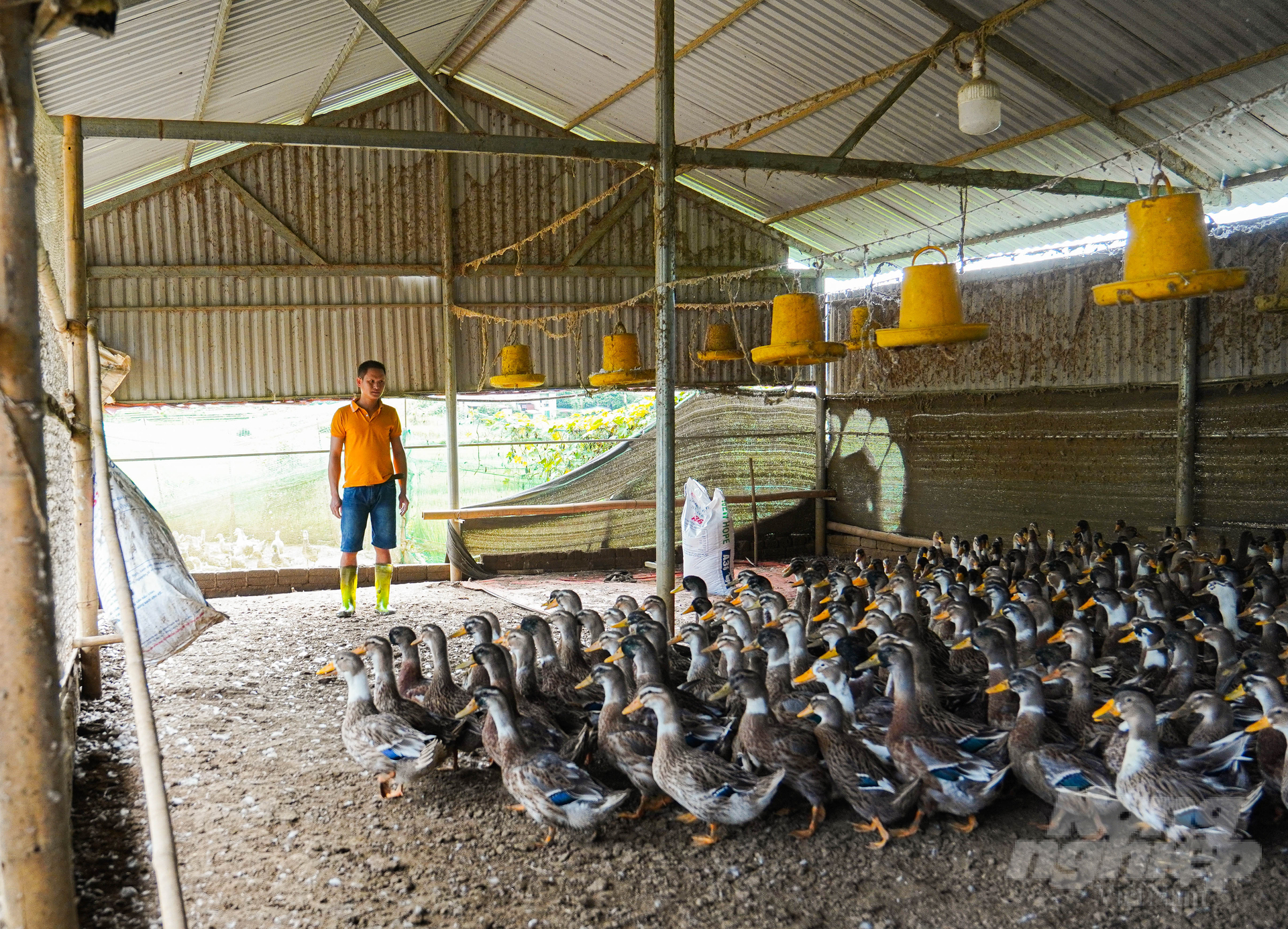 Nuôi vịt Cổ Lũng mỗi năm thu về vài trăm triệu đồng