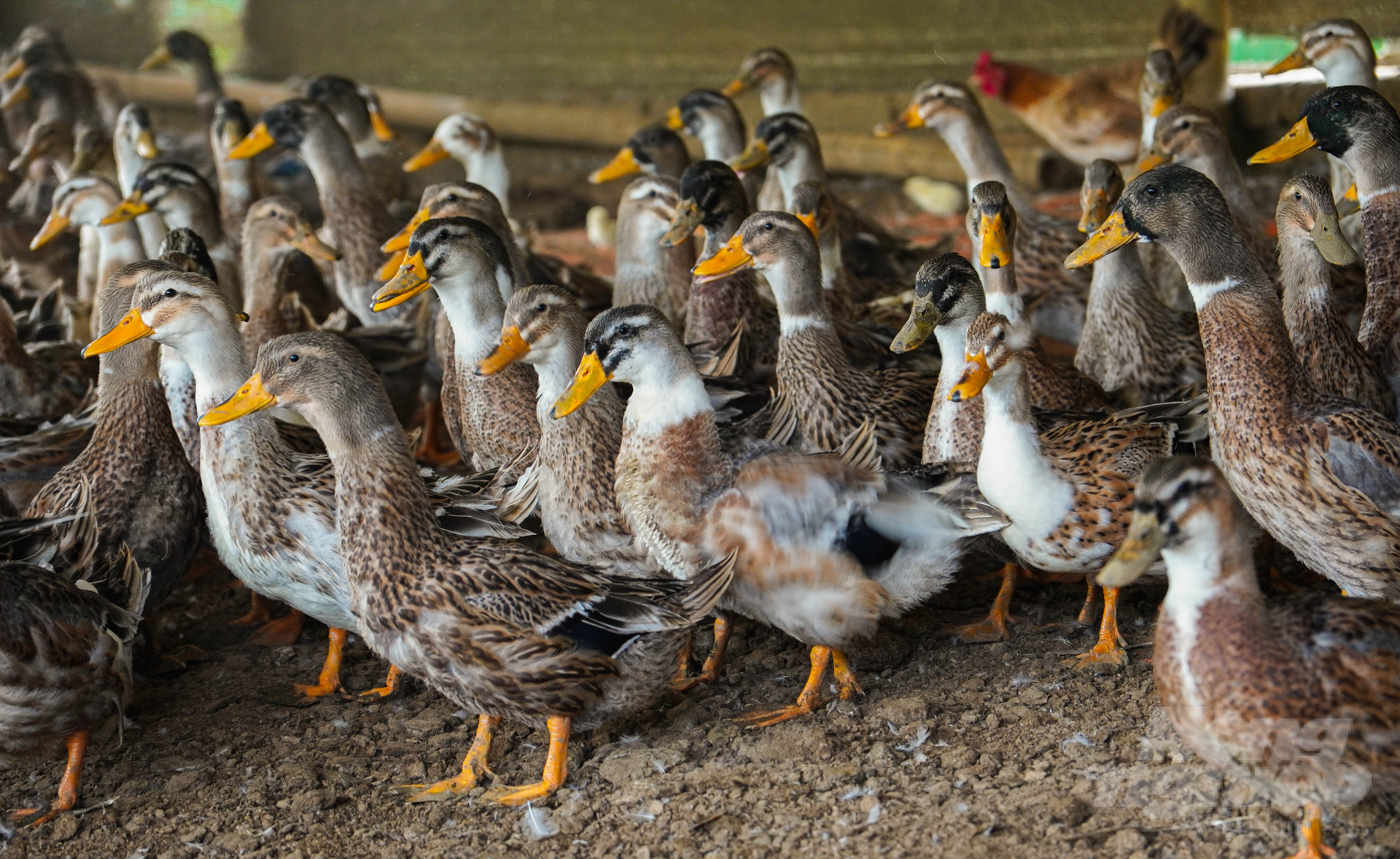 Nuôi vịt Cổ Lũng mỗi năm thu về vài trăm triệu đồng