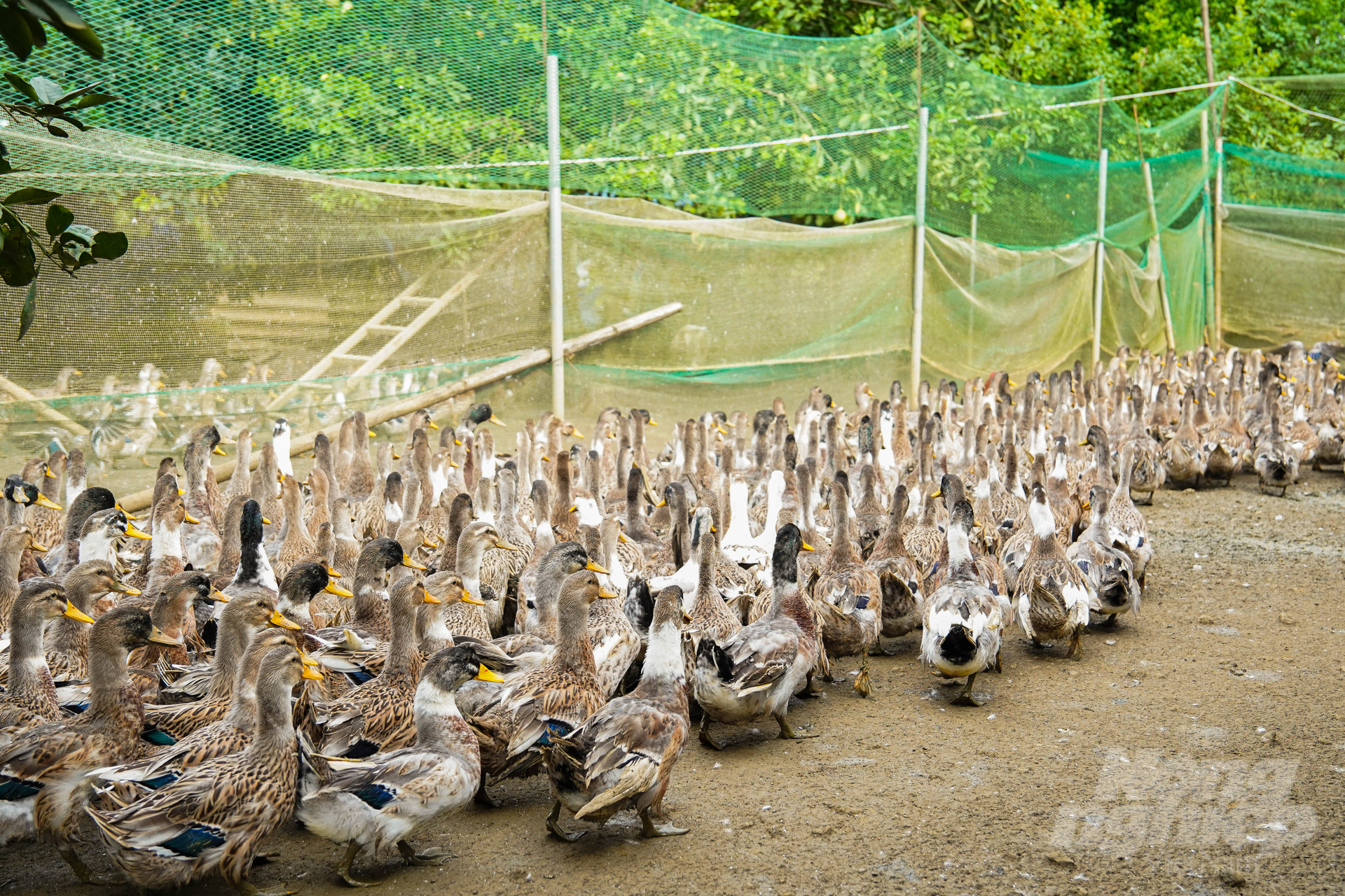 Nuôi vịt Cổ Lũng mỗi năm thu về vài trăm triệu đồng