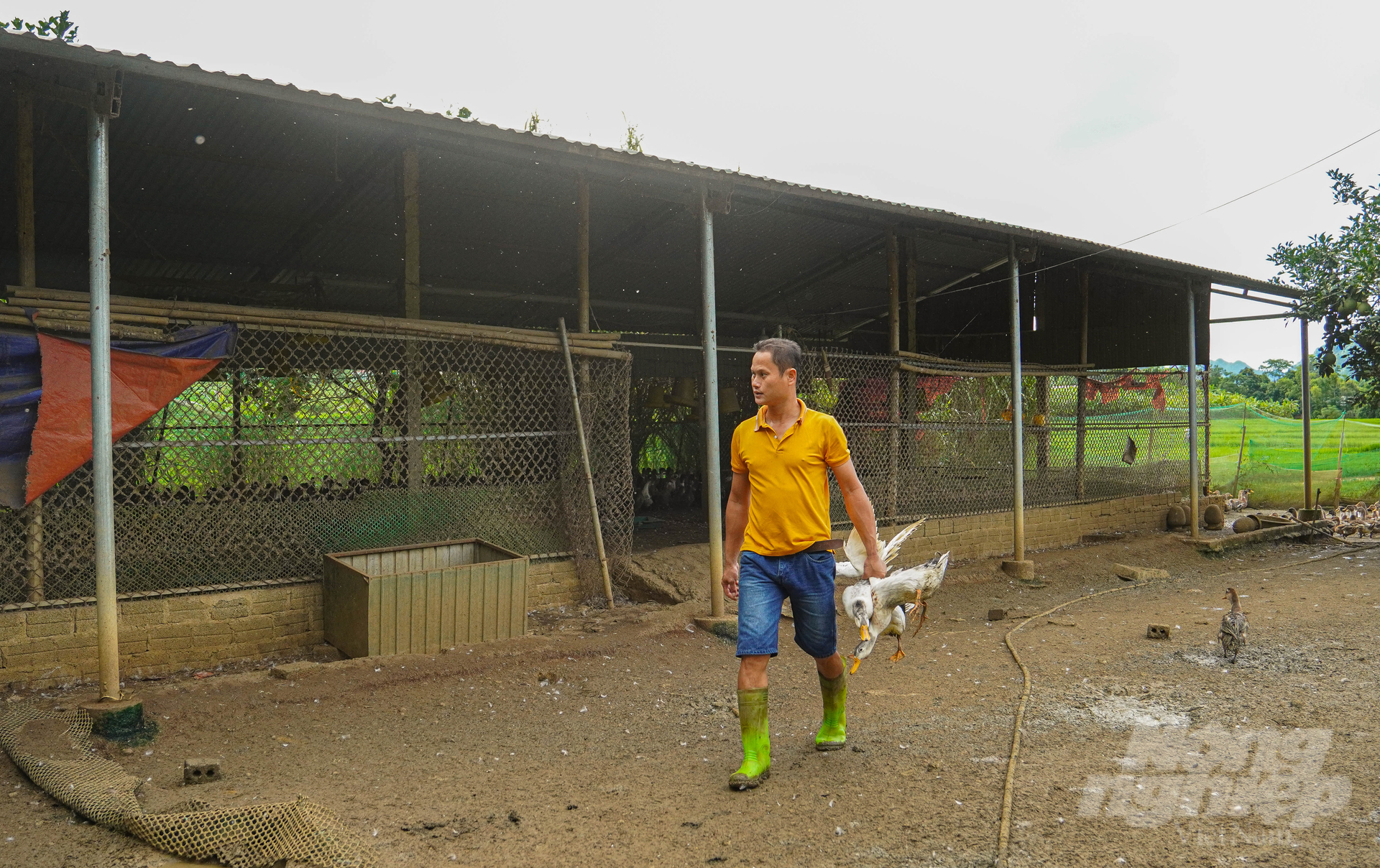 Nuôi vịt Cổ Lũng mỗi năm thu về vài trăm triệu đồng