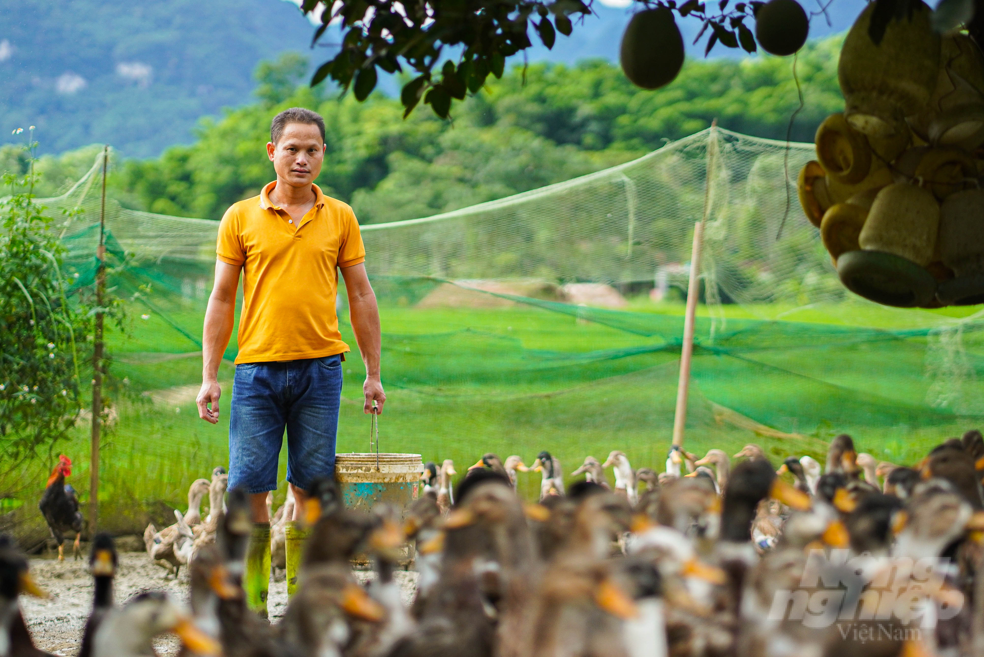 Nuôi vịt Cổ Lũng mỗi năm thu về vài trăm triệu đồng