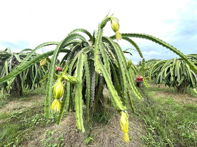 Xử lý nghiêm việc sử dụng mã số vùng trồng thanh long sai quy định