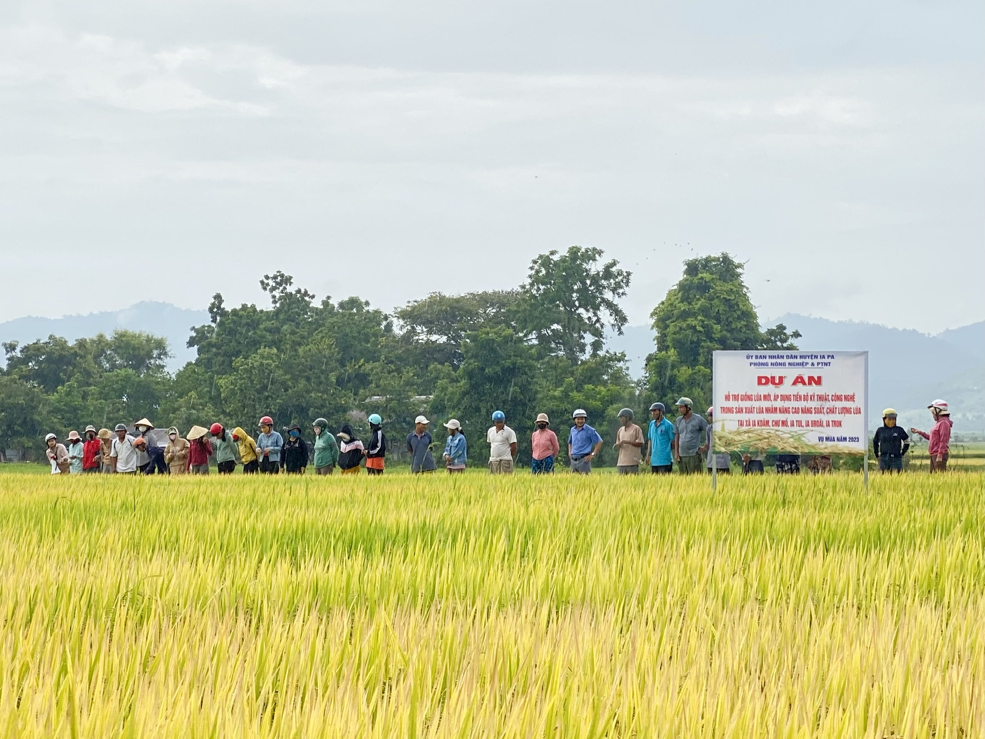 ‘Cơn sốt’ giống lúa TBR97 ở vùng đất khó Ia Pa