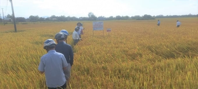 Áp dụng gói kỹ thuật tổng hợp vào sản xuất lúa, lợi nhuận tăng 20%