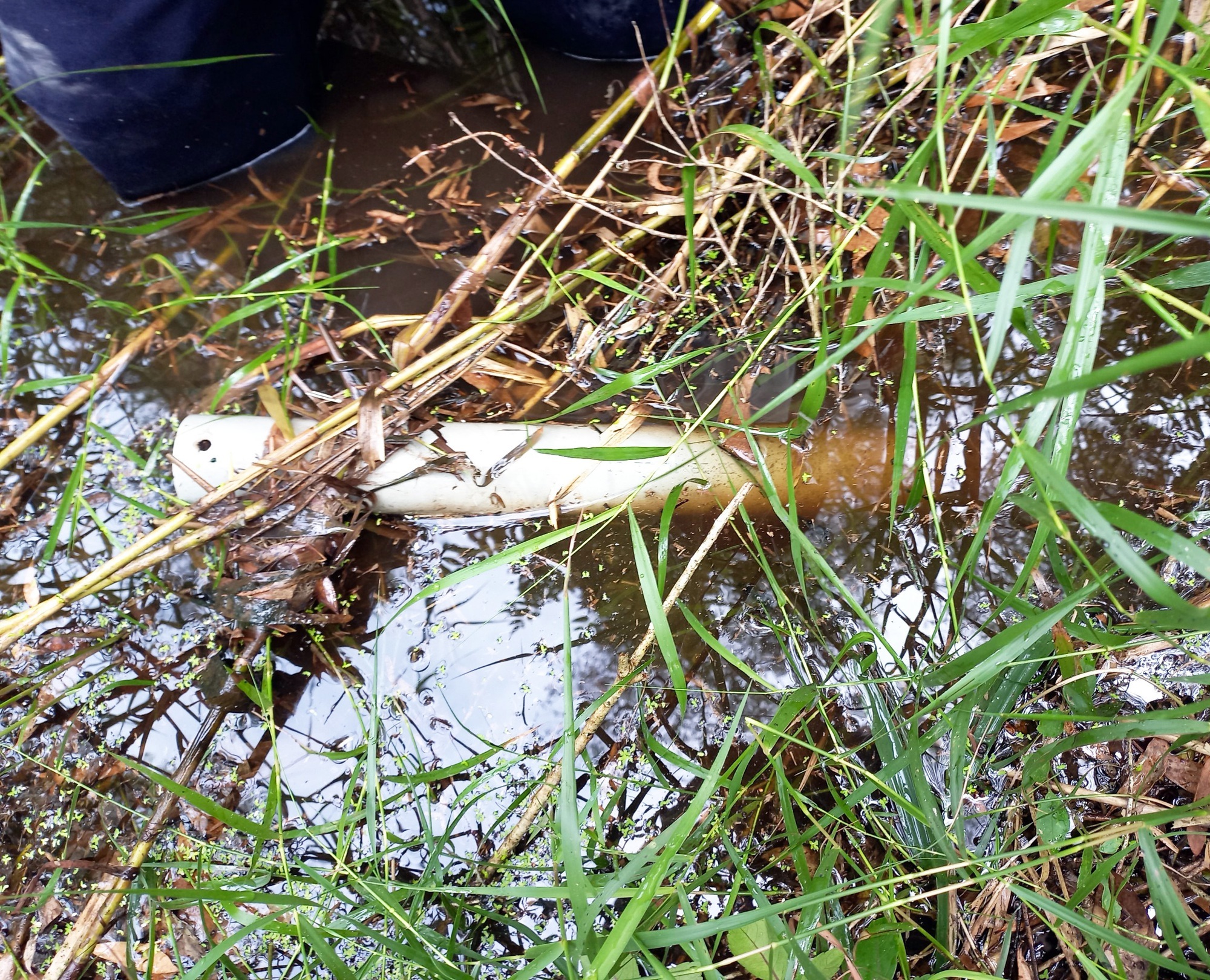 Bí quyết bắt lươn đồng béo vàng dưới cánh rừng U Minh Hạ