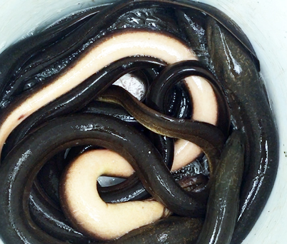 Bí quyết bắt lươn đồng béo vàng dưới cánh rừng U Minh Hạ