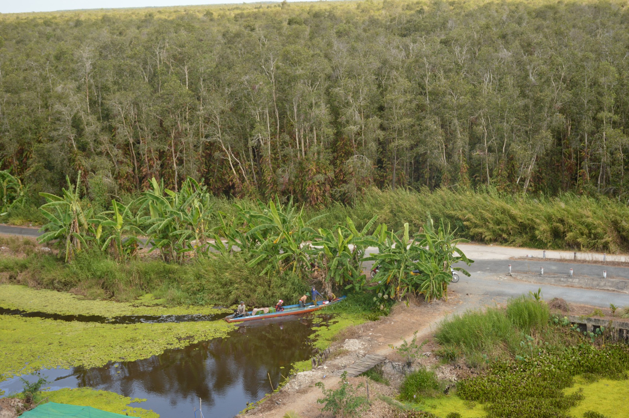 Bí quyết bắt lươn đồng béo vàng dưới cánh rừng U Minh Hạ