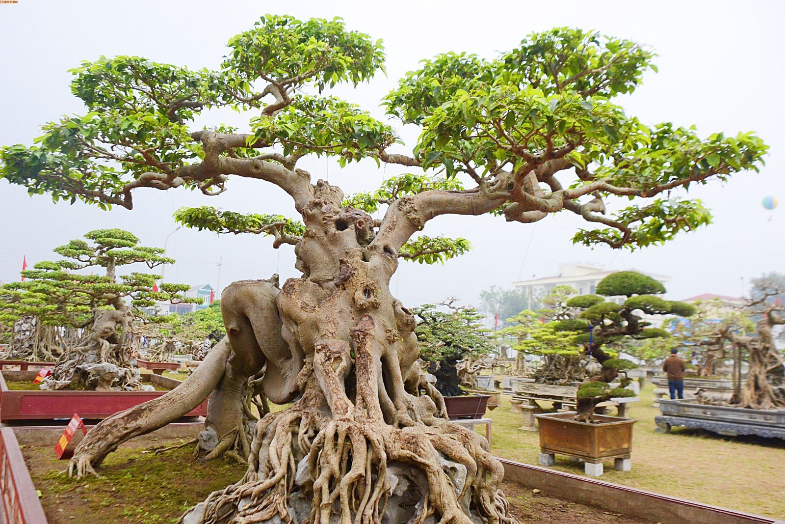 Cách tạo dựng các bộ rễ cho cây cảnh nghệ  thuật
