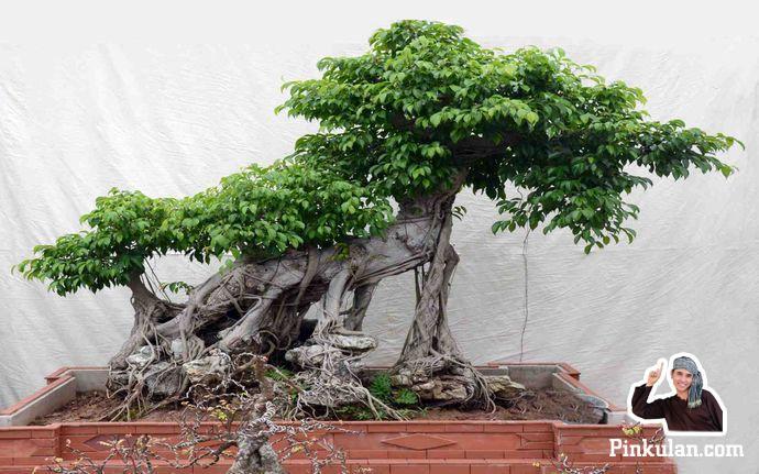 Cách tạo dựng các bộ rễ cho cây cảnh nghệ  thuật