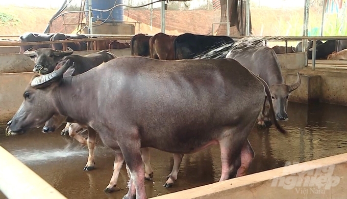 Chăn nuôi trâu, bò hàng hóa an toàn sinh học