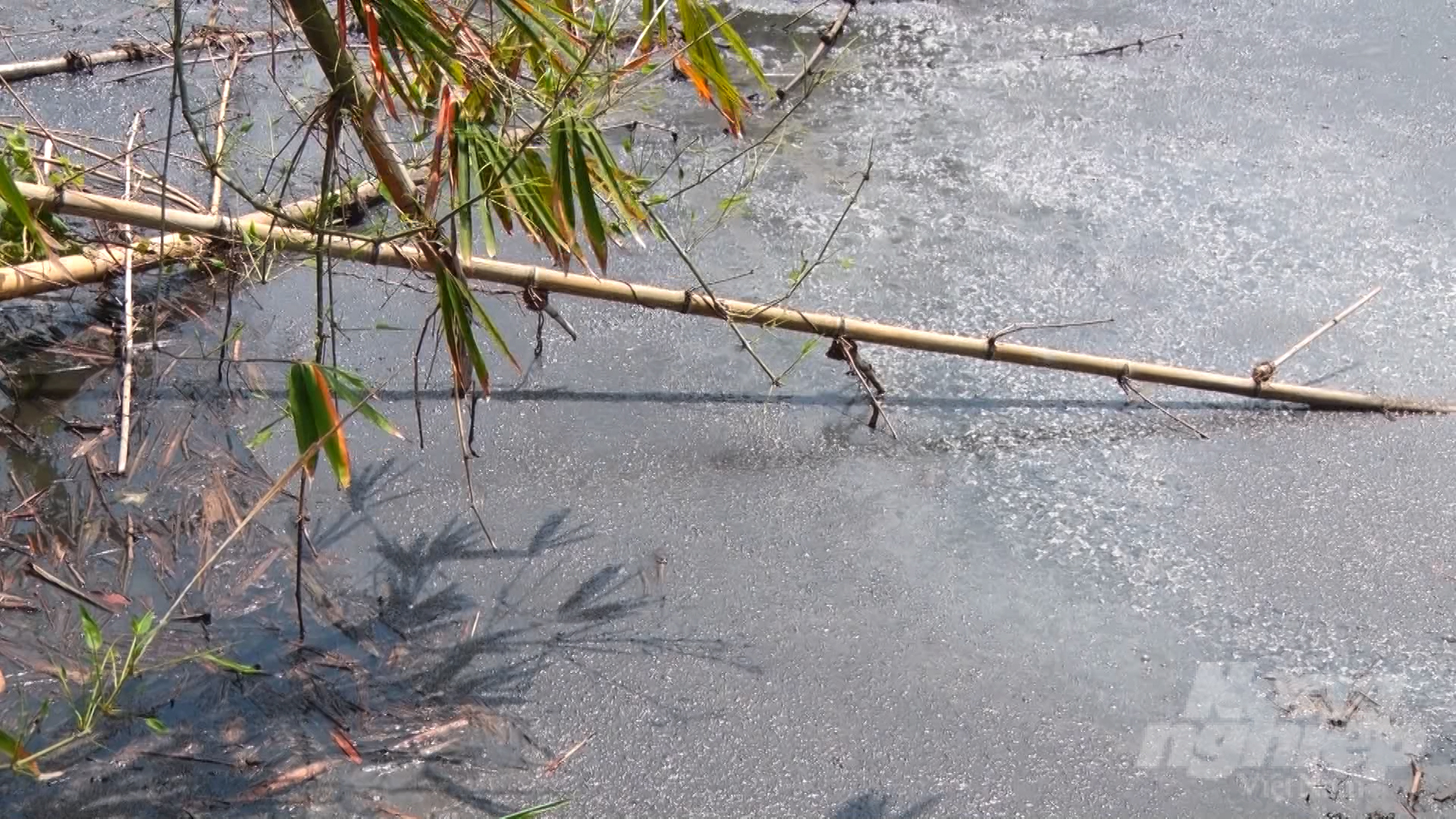 Đồng Nai cứng rắn với vấn đề môi trường trong chăn nuôi