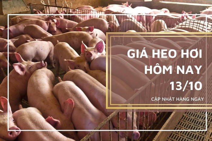Giá heo hơi hôm nay 13/10: Tiếp tục giảm từ 1.000 đồng/kg đến 2.000 đồng/kg