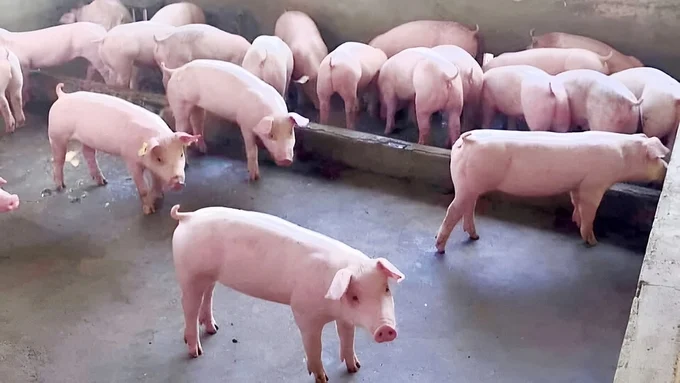 Giá heo hơi hôm nay 21/10/2023: Chủ yếu đi ngang