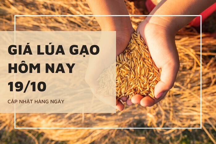 Giá lúa gạo hôm nay 19/10: Lúa tăng cao nhất 200 đồng/kg