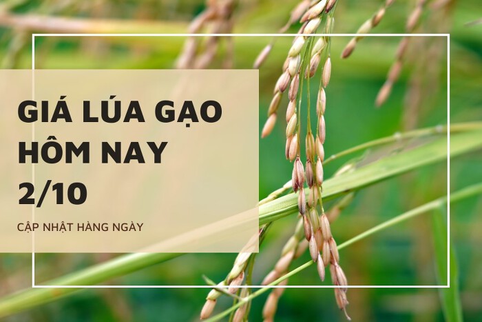 Giá lúa gạo hôm nay 2/10: Lặng sóng ngày đầu tuần Giá lúa gạo hôm nay 2/10: Lặng sóng ngày đầu tuần