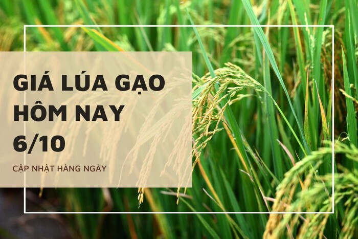 Giá lúa gạo hôm nay 6/10: Thị trường tiếp tục lặng sóng
